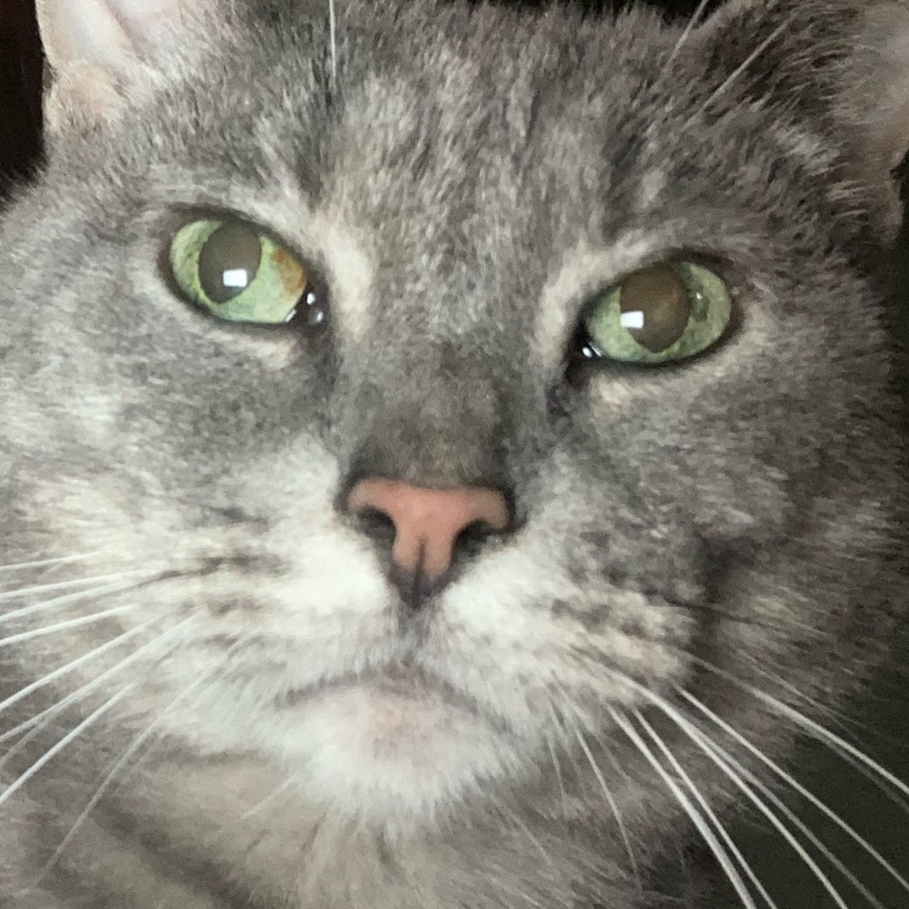 Meet your Posher, David